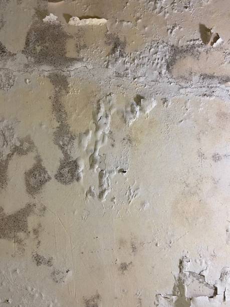 Best Black Mold Removal  in Palos Heights, IL