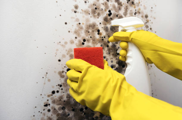 Best Mold Removal and Inspection  in Palos Heights, IL